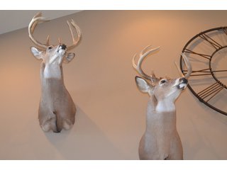 54.7 Acres with 50 tillable and 4.3 wooded.  Surrounded by heavy deer population on CRP land.  Great trophy deer hunting on established food plots.  Hunting tower.

Receive income on tillable acres while abundance of deer hunting on established food plot. - Great Investment Opportunity - Tillable Land, Recreation & Building Site